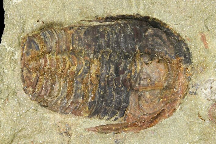 Ordovician Euloma Trilobite - Zagora, Morocco #141853